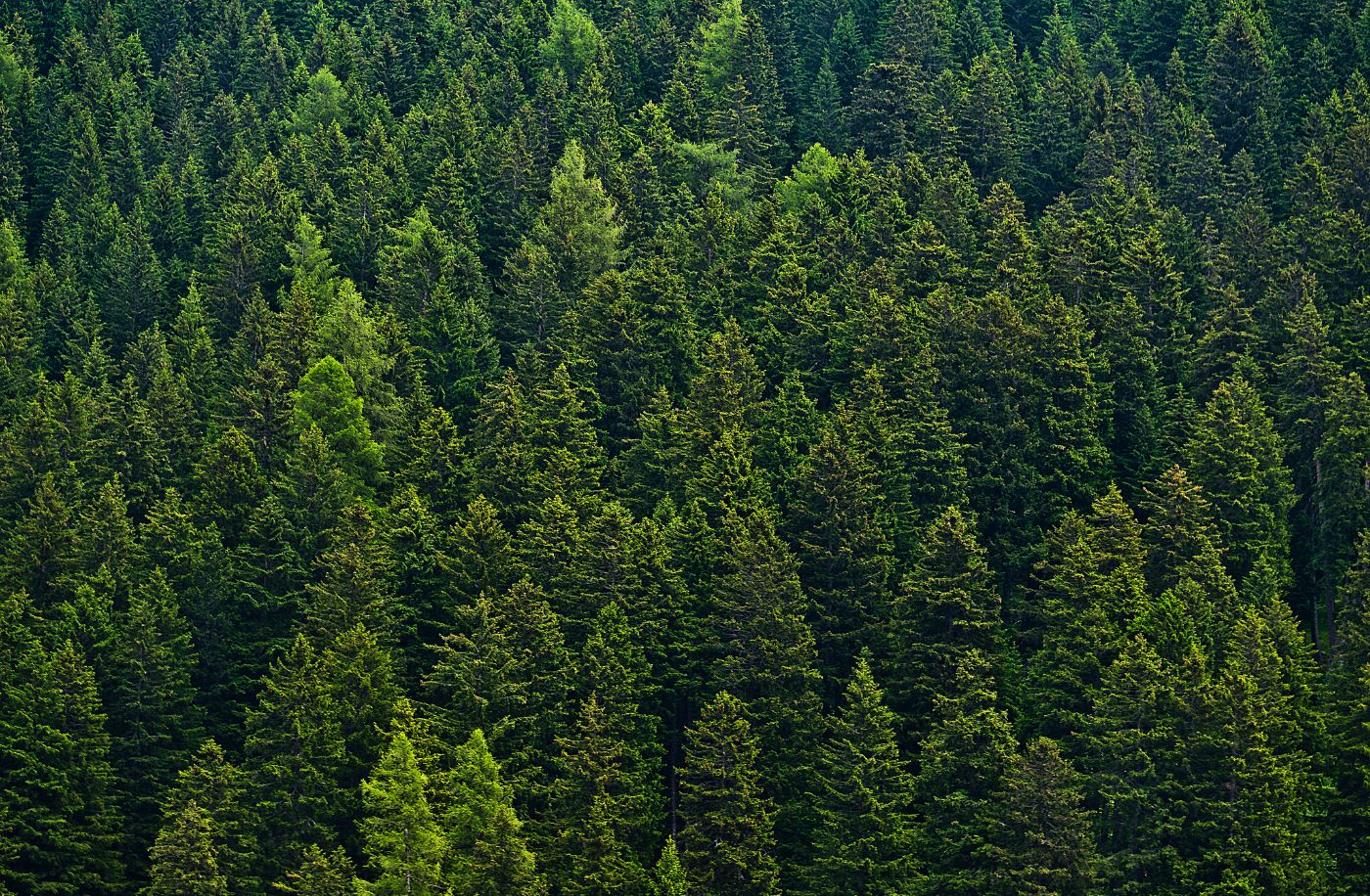 Open Forest Application Delivers Intuitive Online Experience for Permit Purchases