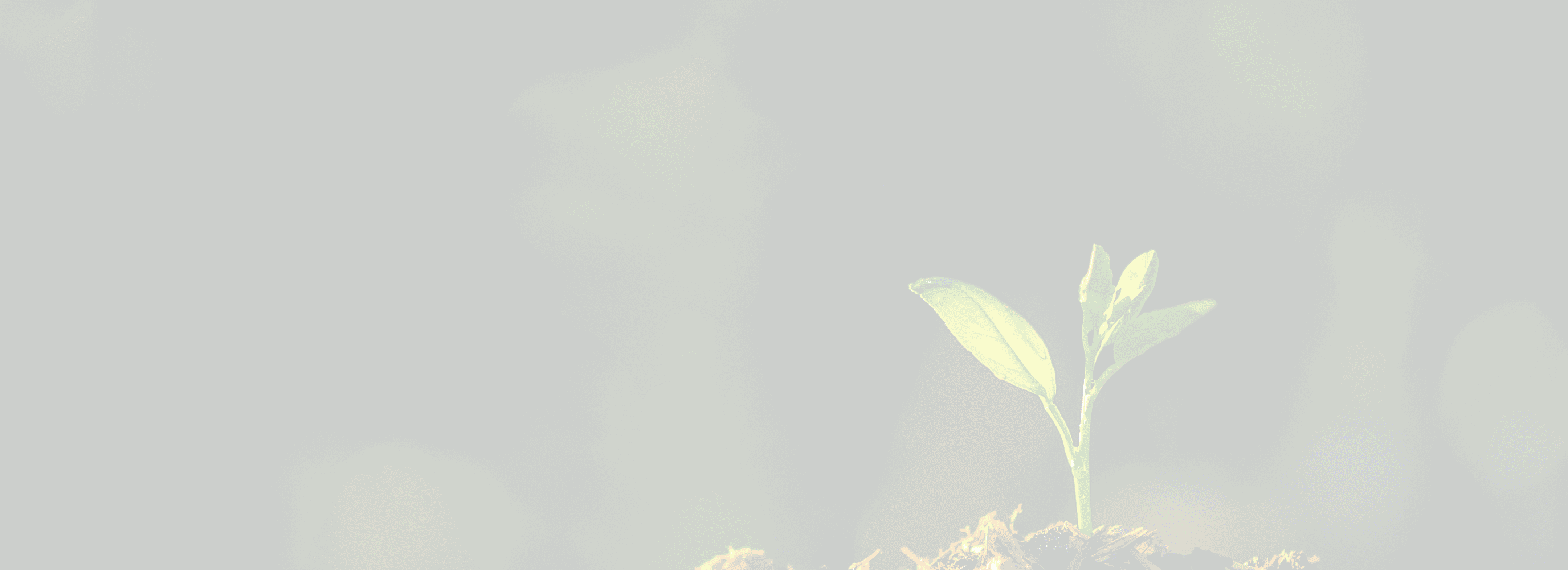 Cynerge Consulting| image: seeding-are-growing-soil-with-backdrop-sunlight