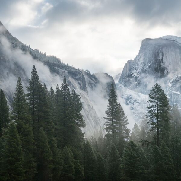 Misty Mountains covered in mist, surrounded by pine trees.