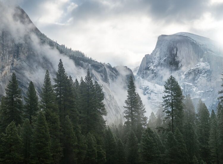 Misty Mountains covered in mist, surrounded by pine trees.
